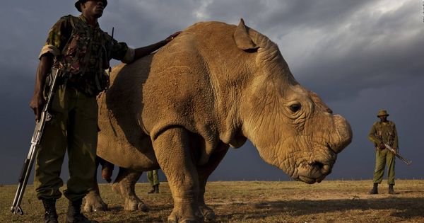 Foto: Sudán, el último macho de rinoceronte blanco del norte, vive custodiado por guardias armados 24 horas al día