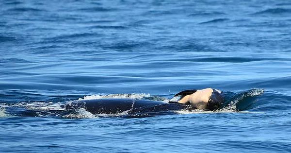 Foto: La orca, cuando aún llevaba a su cría (Center for Whale Research/Michael Weiss)