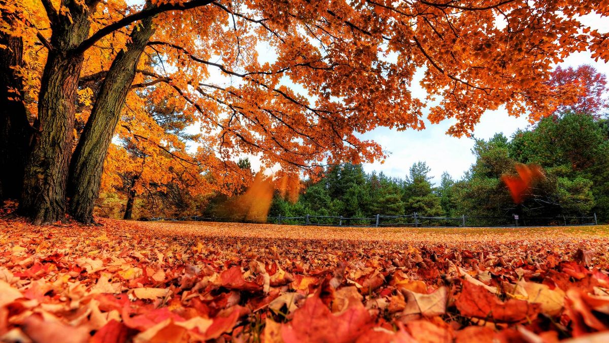 Del verde del verano al marrón del otoño: la química que cambia el color de las hojas