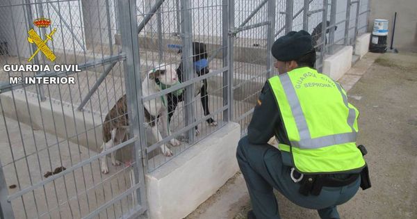 Foto: Dos de los perros que atacaron a un hombre en Beniarbeig, Alicante (Foto: Guardia Civil)