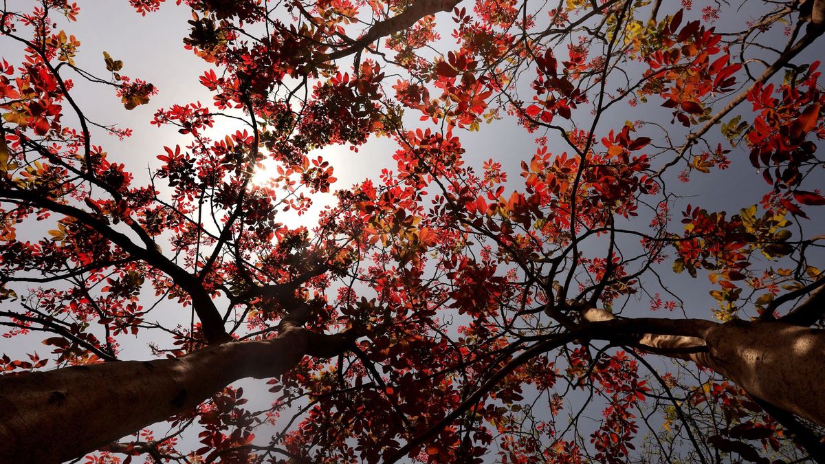 Un árbol californiano es el que más reduce la contaminación en el País Vasco