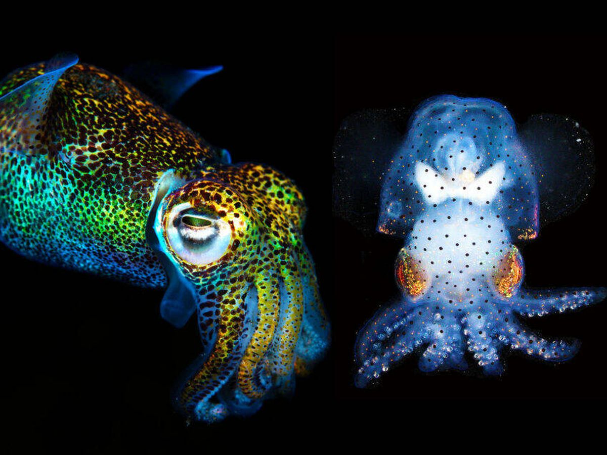 Foto: Los cefalópodos son más inteligentes de lo que se pensaba (MBL)