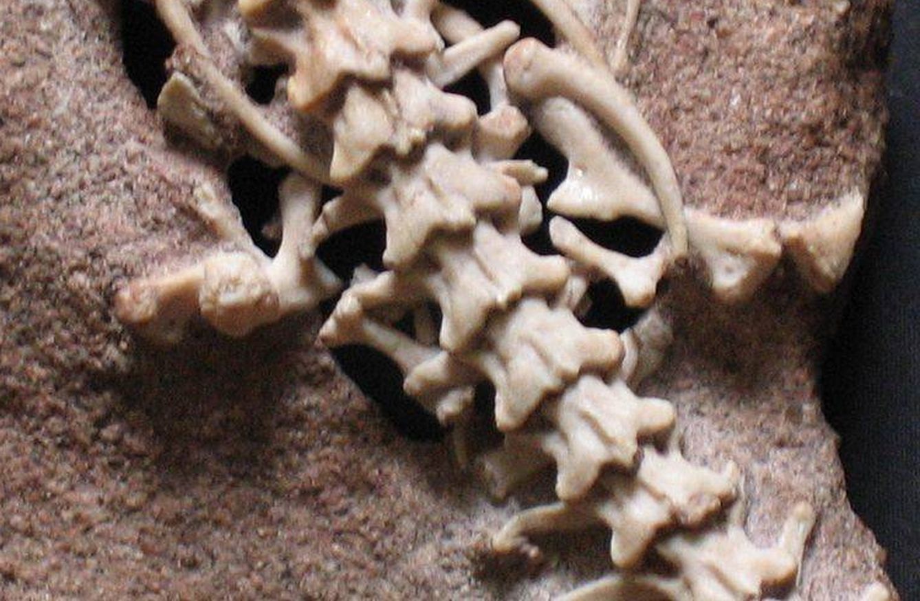 Imagen de archivo de los restos de una 'najash', en los que se aprecian sus patas. (Wikimedia Commons)