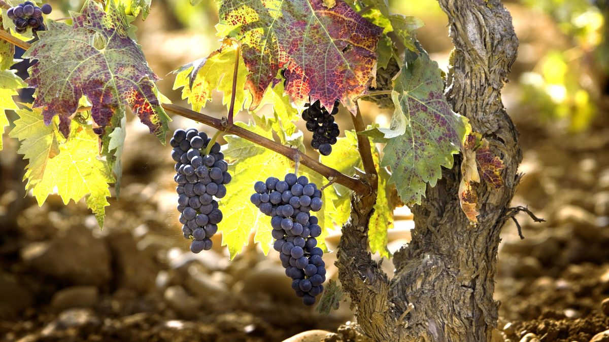 Enoturismo en La Rioja: visita a las bodegas de las que salen sus famosos vinos