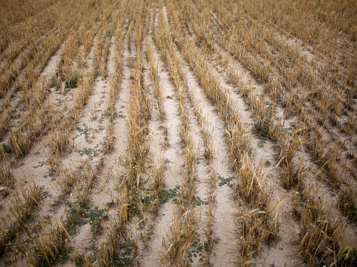 Un campo de cebada sin cosechar en Arévalo (Ávila). (Reuters)