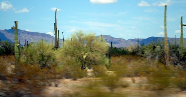 Foto: El desierto de Sonora es una de las rutas que utilizan las mafias para introducir inmigrantes en Estados Unidos (Flickr/dchrisoh)