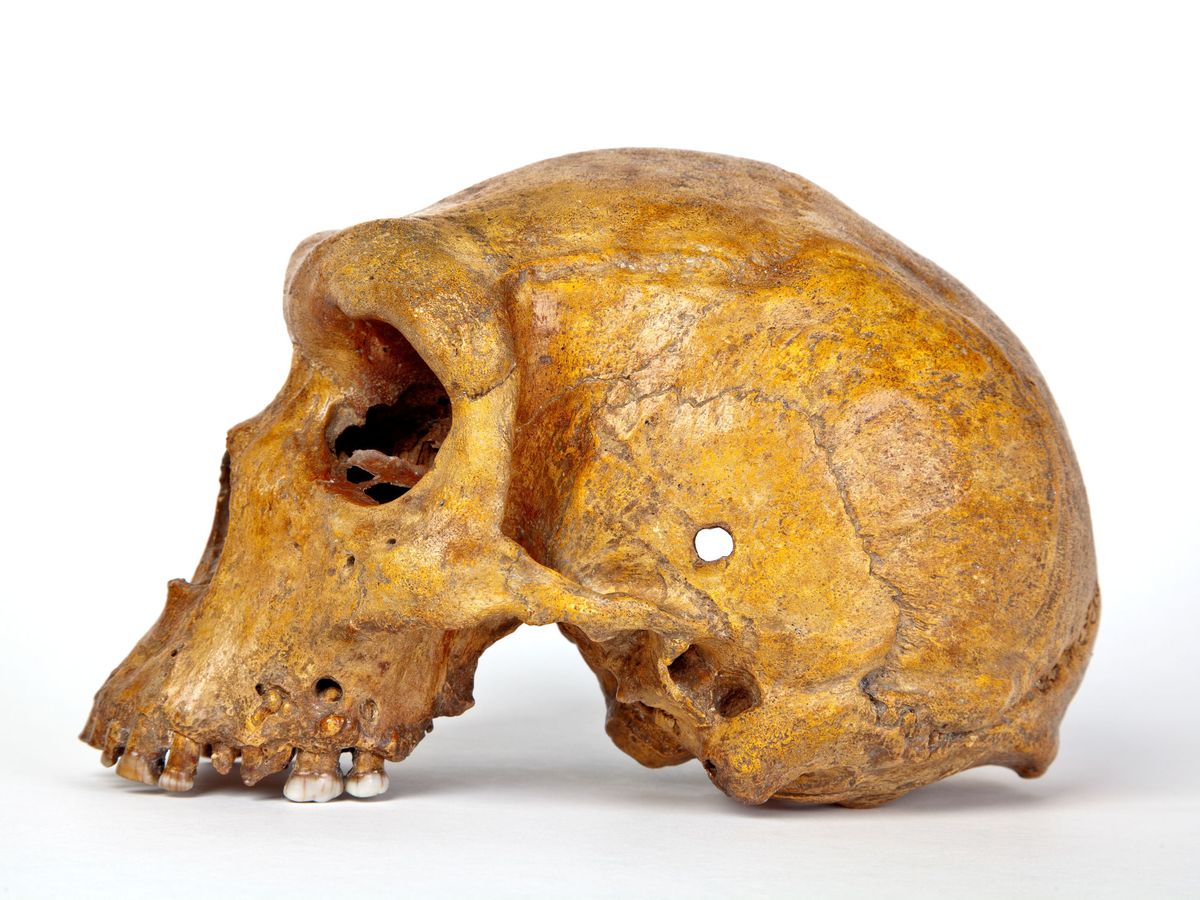 Foto: Homo heidelbergensis. (Reuters)