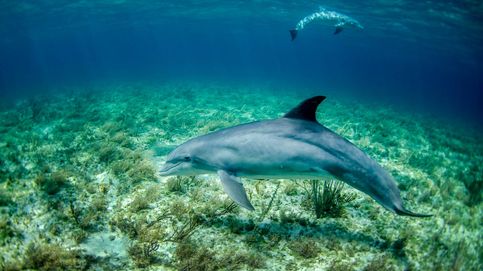 La dieta del delfín: en qué consiste y si realmente funciona