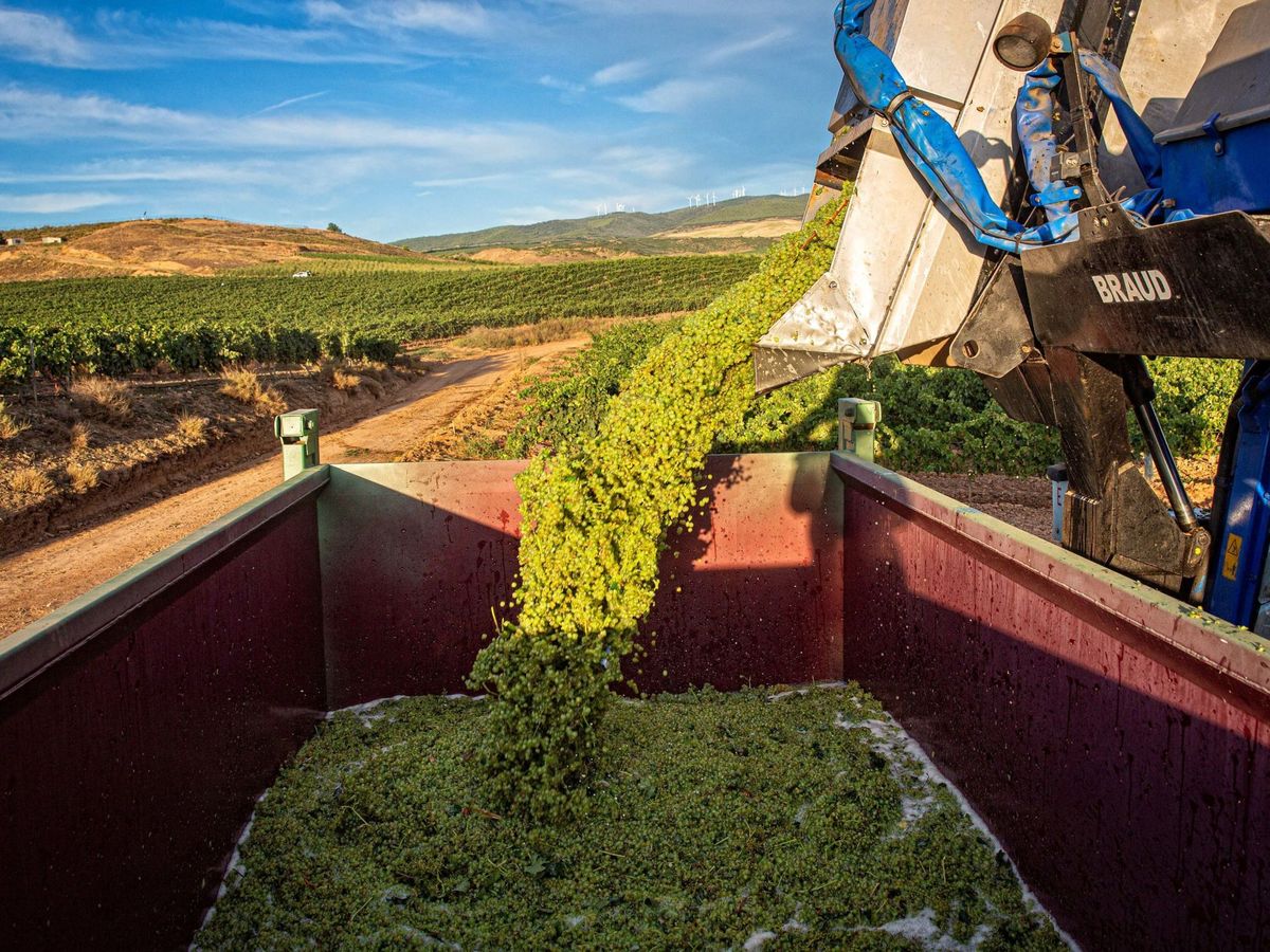 Foto: Vista de un camión donde se vuelcan las uvas recogidas. (EFE)