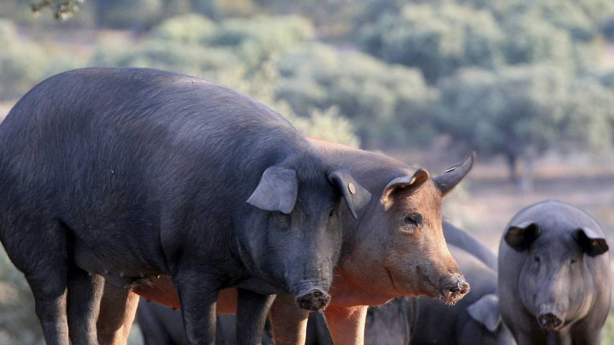 El Gobierno permite registrar como ibéricos más de 100.000 cerdos sin padres conocidos