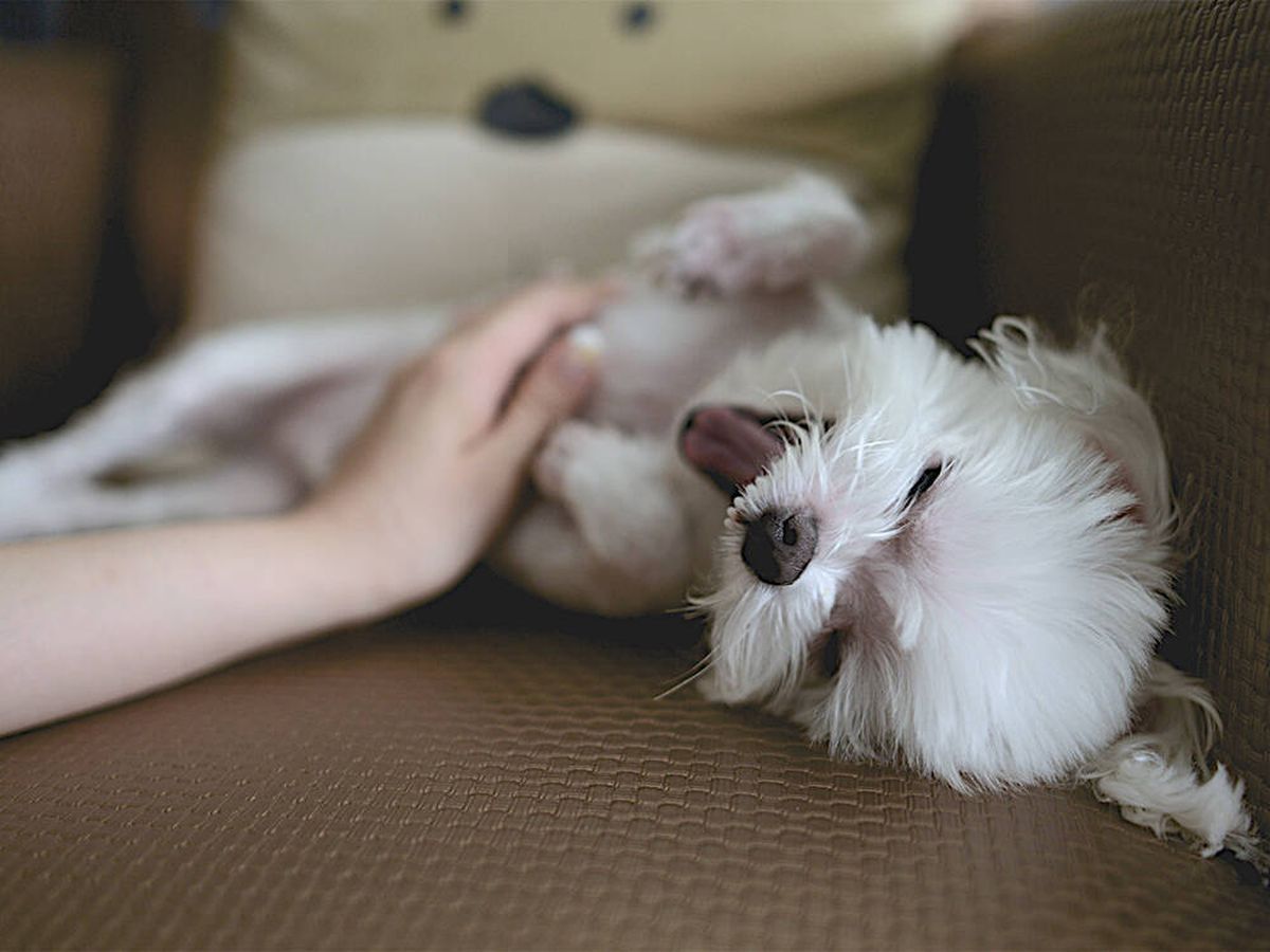 Foto: Descubre porqué a los perros les gusta tanto que les rasquen la barriga (Unsplash/Nomao Saeki)