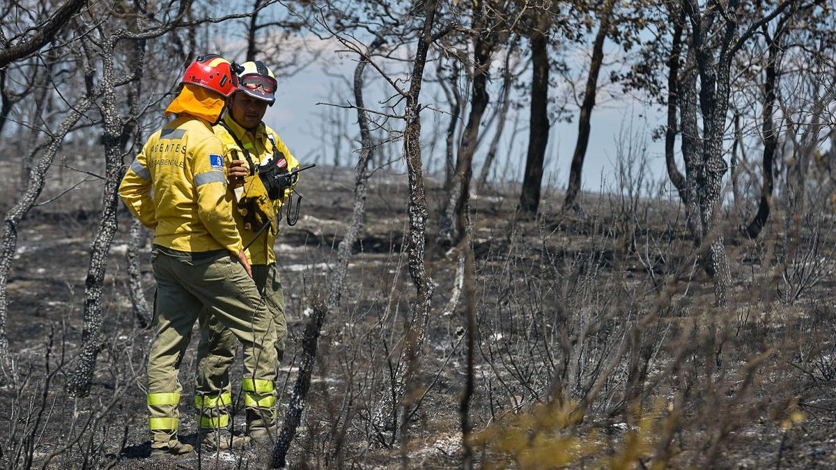 El incendio en Ocentejo (Guadalajara) afecta al parque natural Alto Tajo