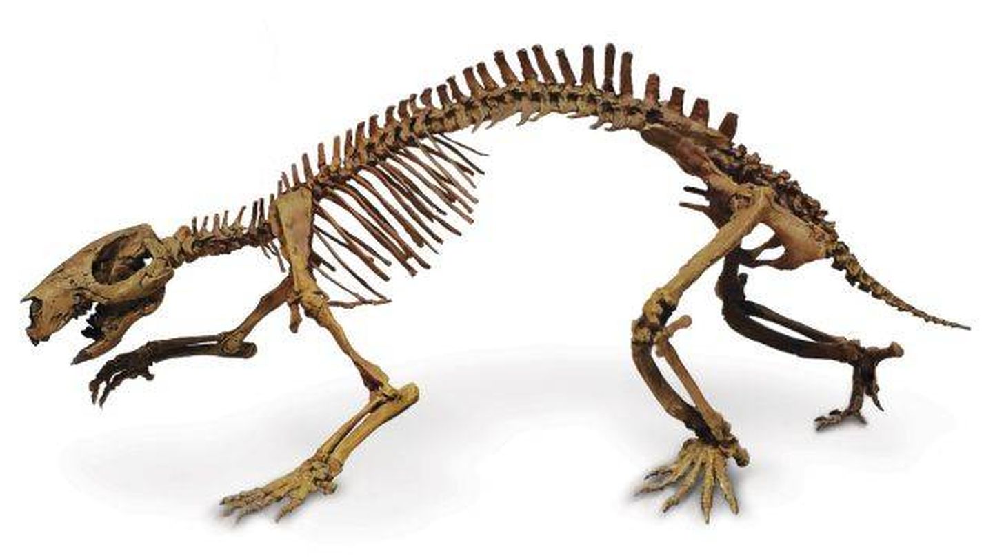 Esqueleto de Adalatherium hui. Foto: Triebold Paleontology.