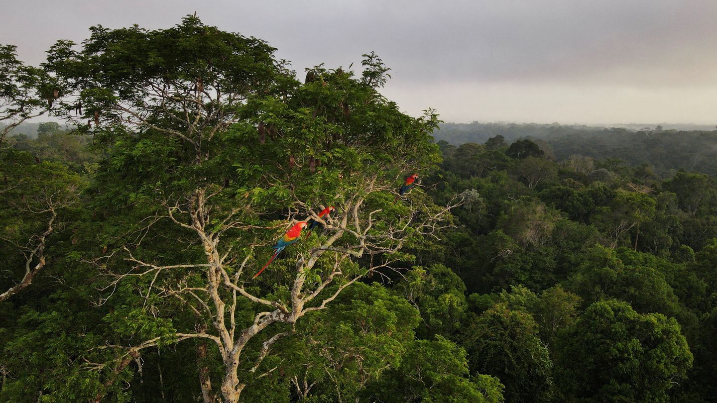 Guacamayos sentados en un árbol en la selva amazónica en Manaus. (Reuters / Bruno Kelly)