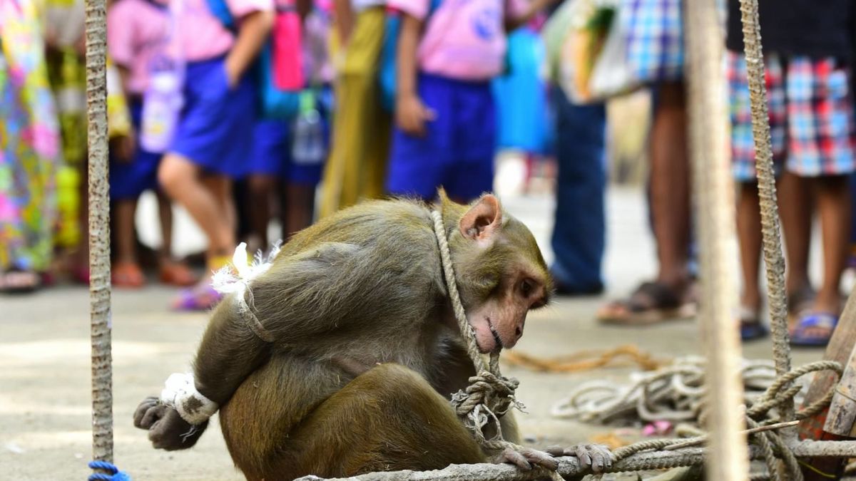 Detienen a un mono ladrón y lo exponen a una humillación pública en la India