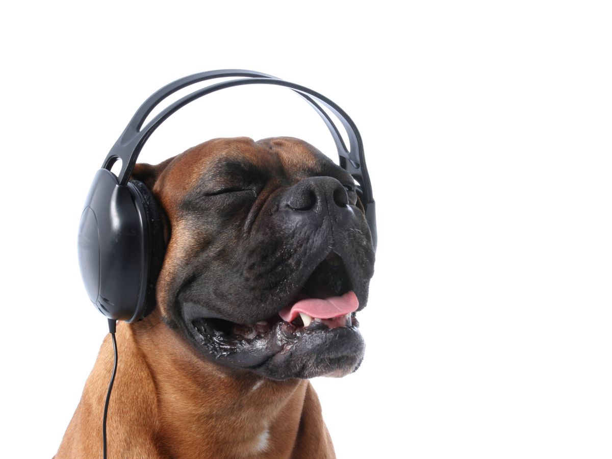 Foto: Un perro escuchando placenteramente música (iStock)