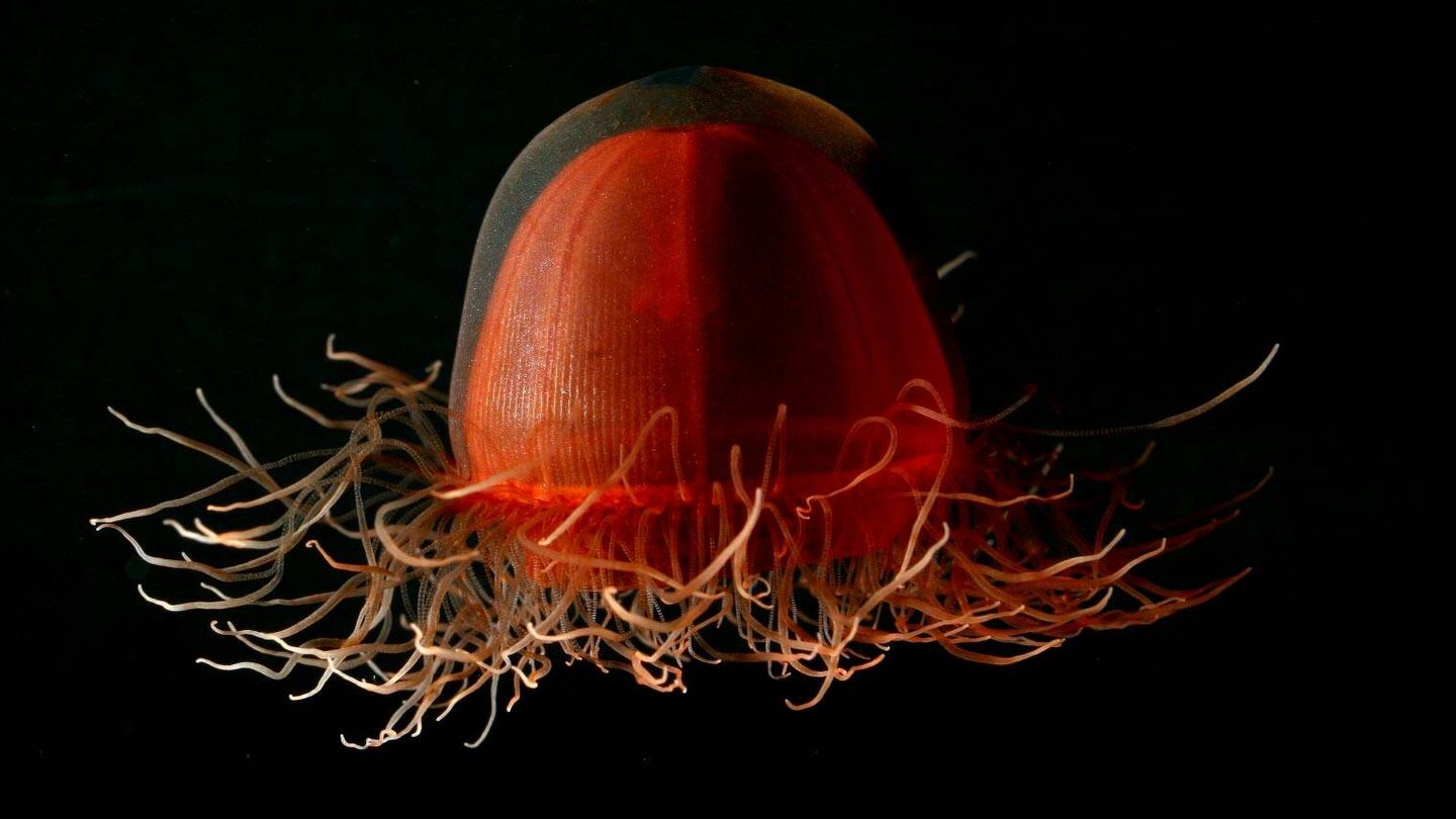 Medusa roja encontrada en el fondo del mar en Alaska. (NOAA)