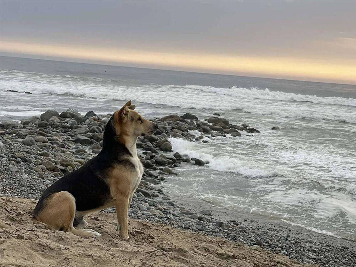 Foto: Vaguito, el perro que espera sentado junto al mar el regreso de su dueño fallecido (Facebook: Radio Dos Corrientes)