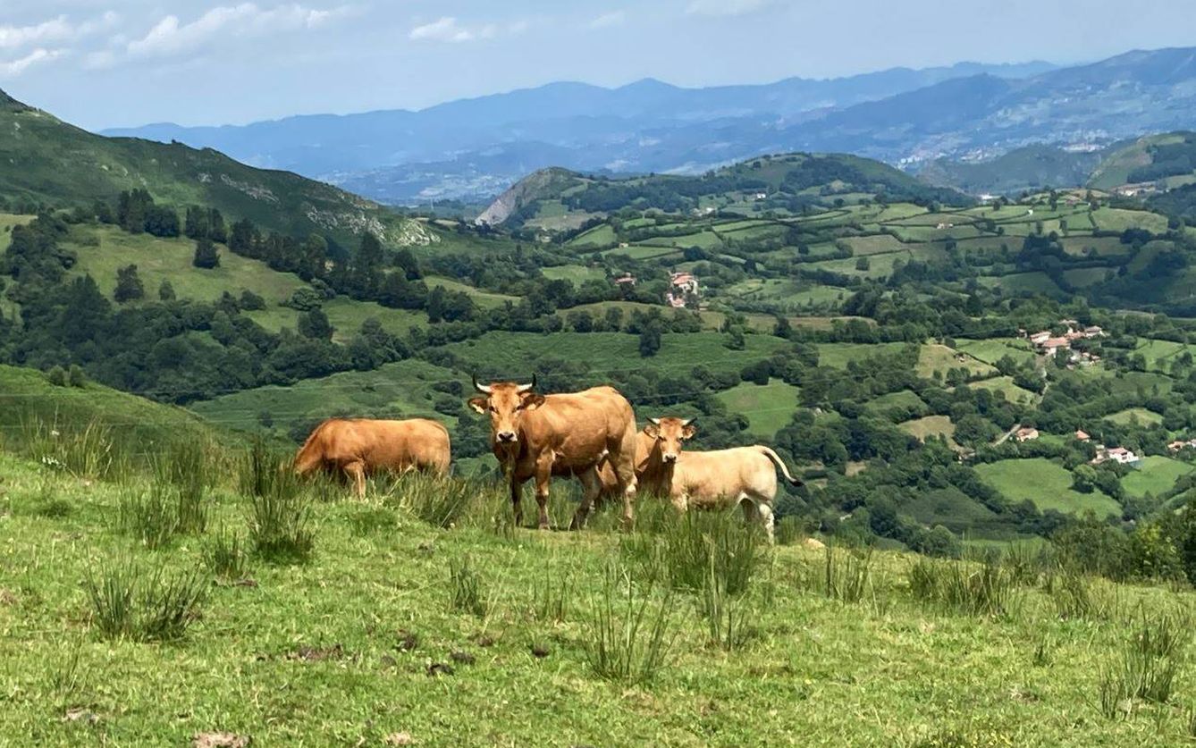 Vacas en un prado asturiano (Foto: Jose Luis Gallego)