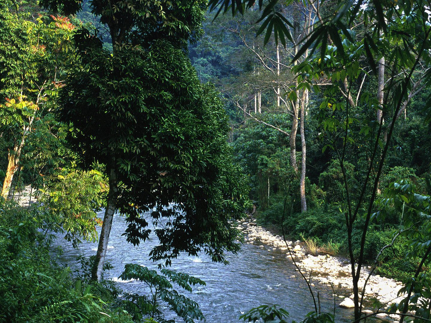 Rio Leuser, en Sumatra. (Andoni Canela)