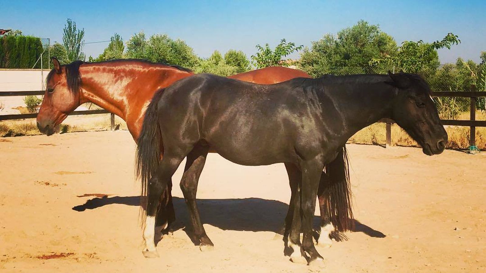 Foto: La clonación de caballos en España está en auge y puede llegar a los 100.000 euros por ejemplar