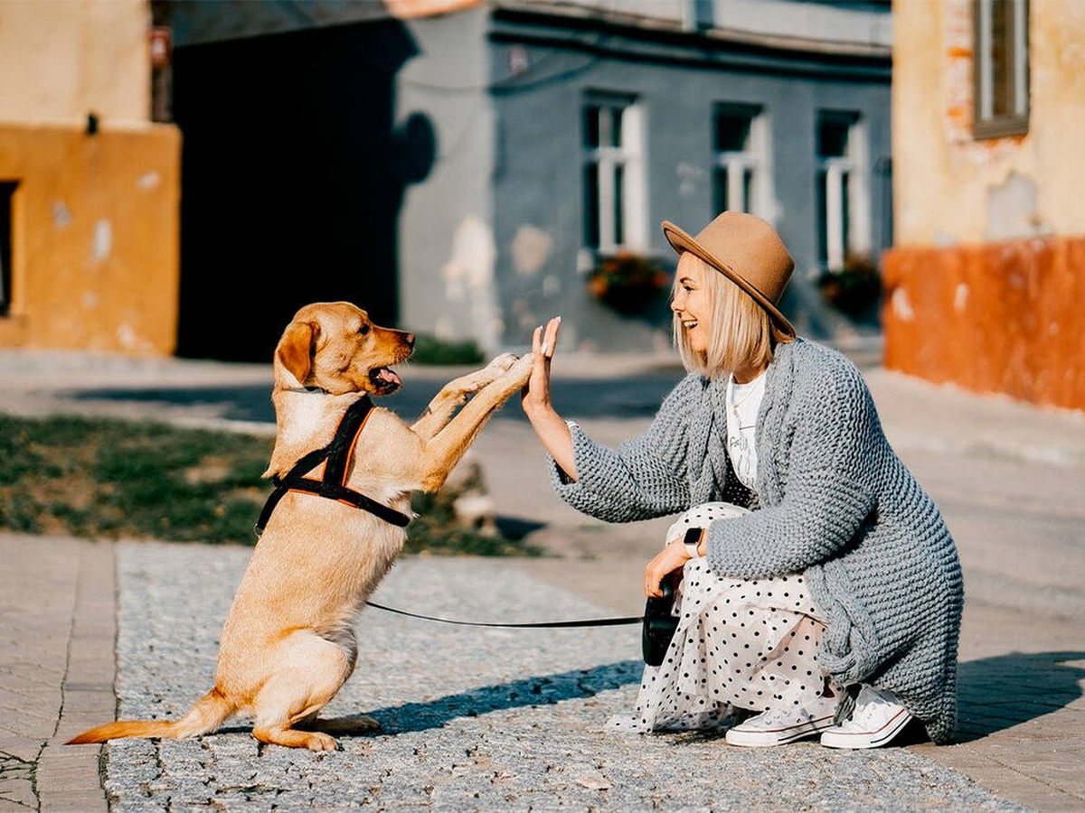Foto: Los perros pueden reconocer a sus dueños con solo escuchar su voz (Pixabay)