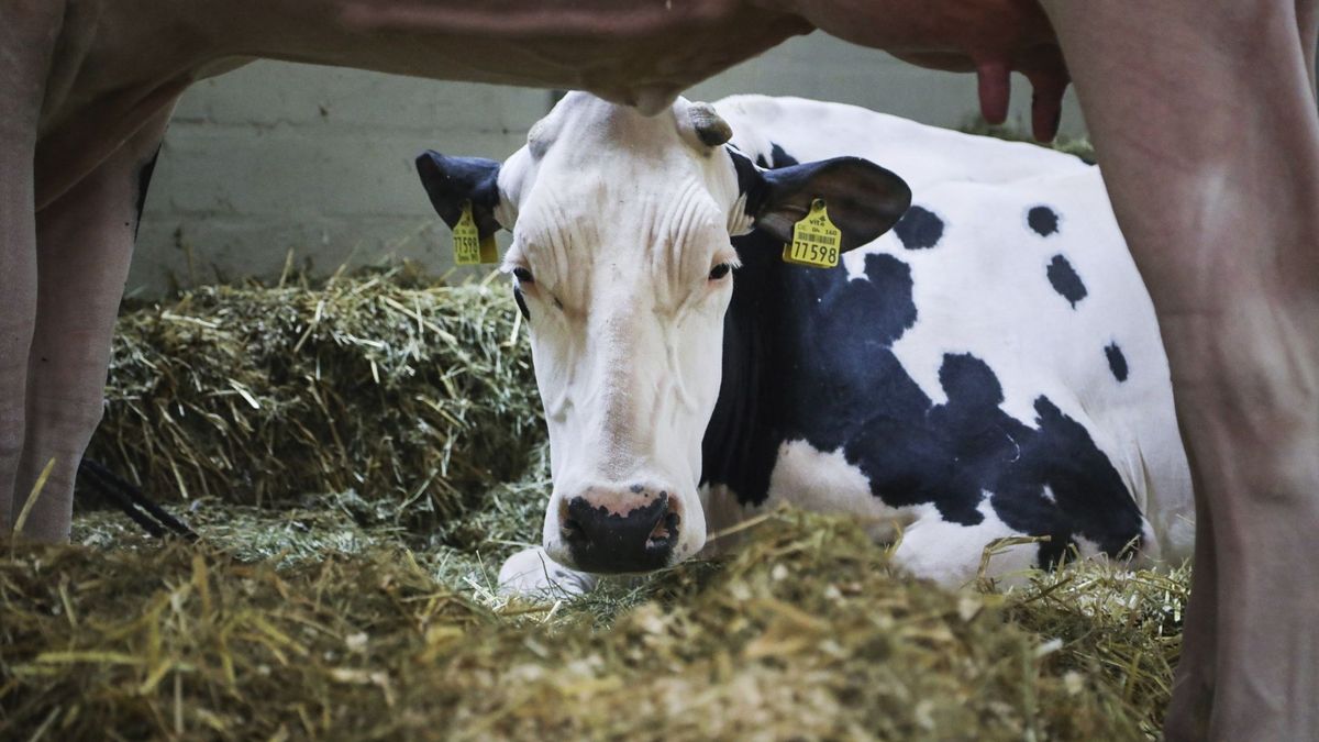 Forraje con posos de café para las vacas: un proyecto vasco busca alternativas al cereal
