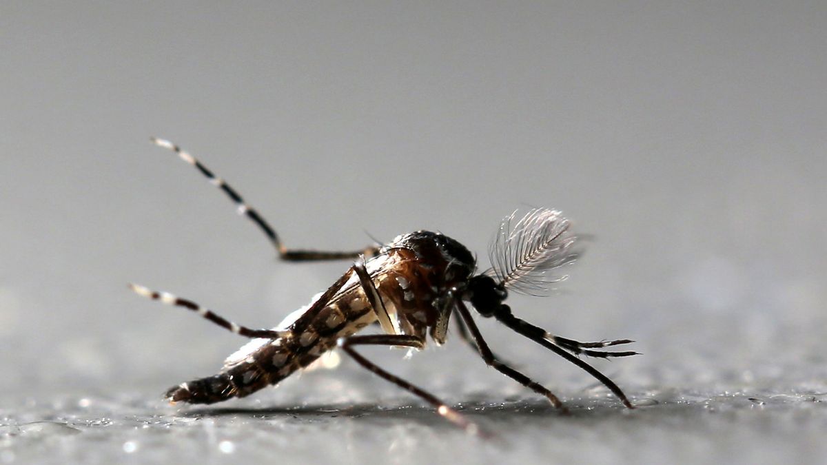 El mosquito que propaga el dengue y el Zika podría establecerse en España en 10 años