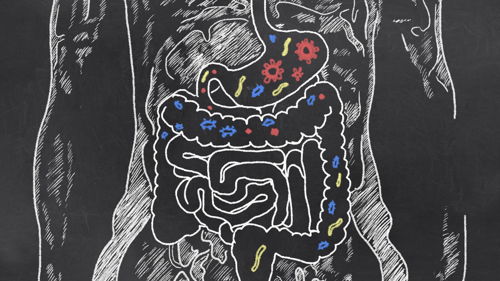 Foto: Desentrañando los mecanismos ocultos del sistema digestivo. (iStock)