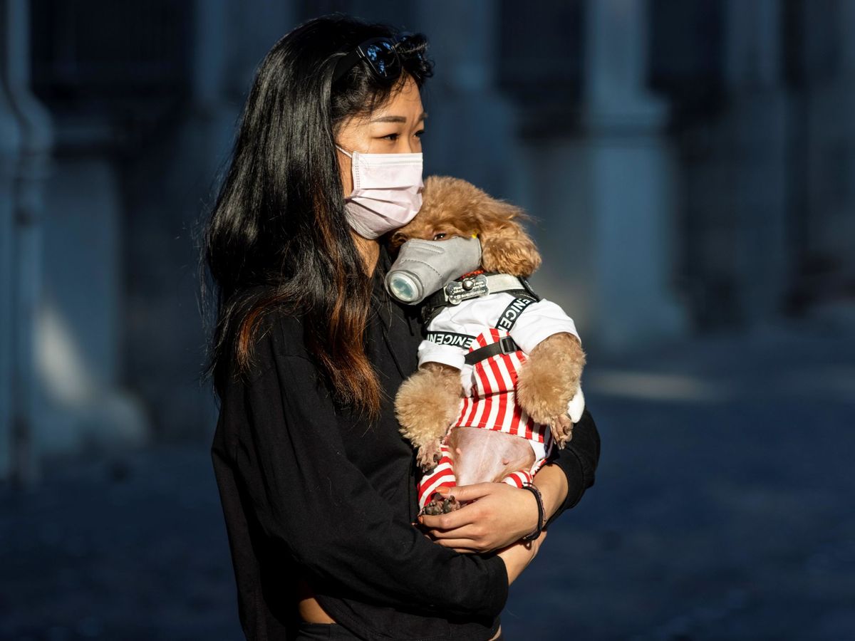 Foto: Una mujer y su perro pasean por la ciudad china de Cantón protegidos con mascarilla. Foto: EFE Alex Plavevski