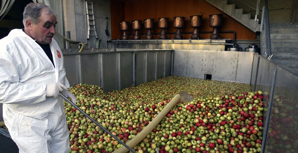 Un empleado introduce manzanas para elaborar la sidra. (Efe)
