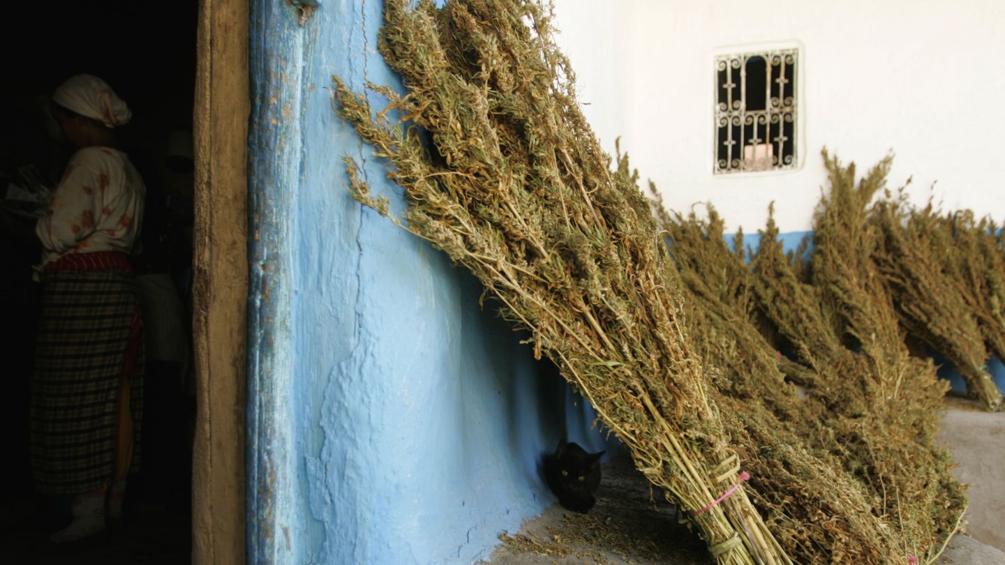 Plantas de marihuana en una pared de una casa en el Rif, en Chefchauen (Reuters).