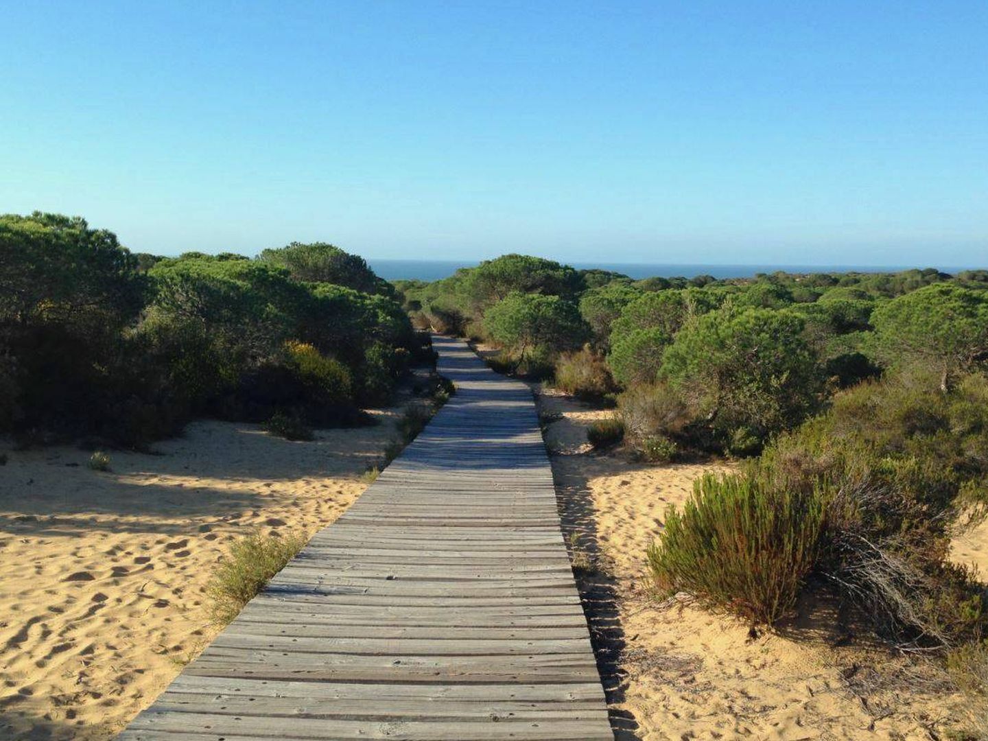 El Parque Nacional de Doñana se encamina a un incierto futuro. (Jose Luis Gallego)