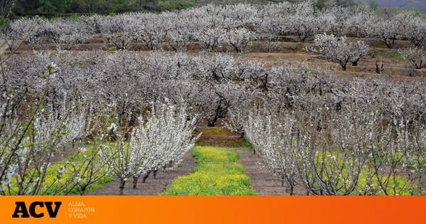 Los mejores sitios de Catalunya para ver los cerezos en flor