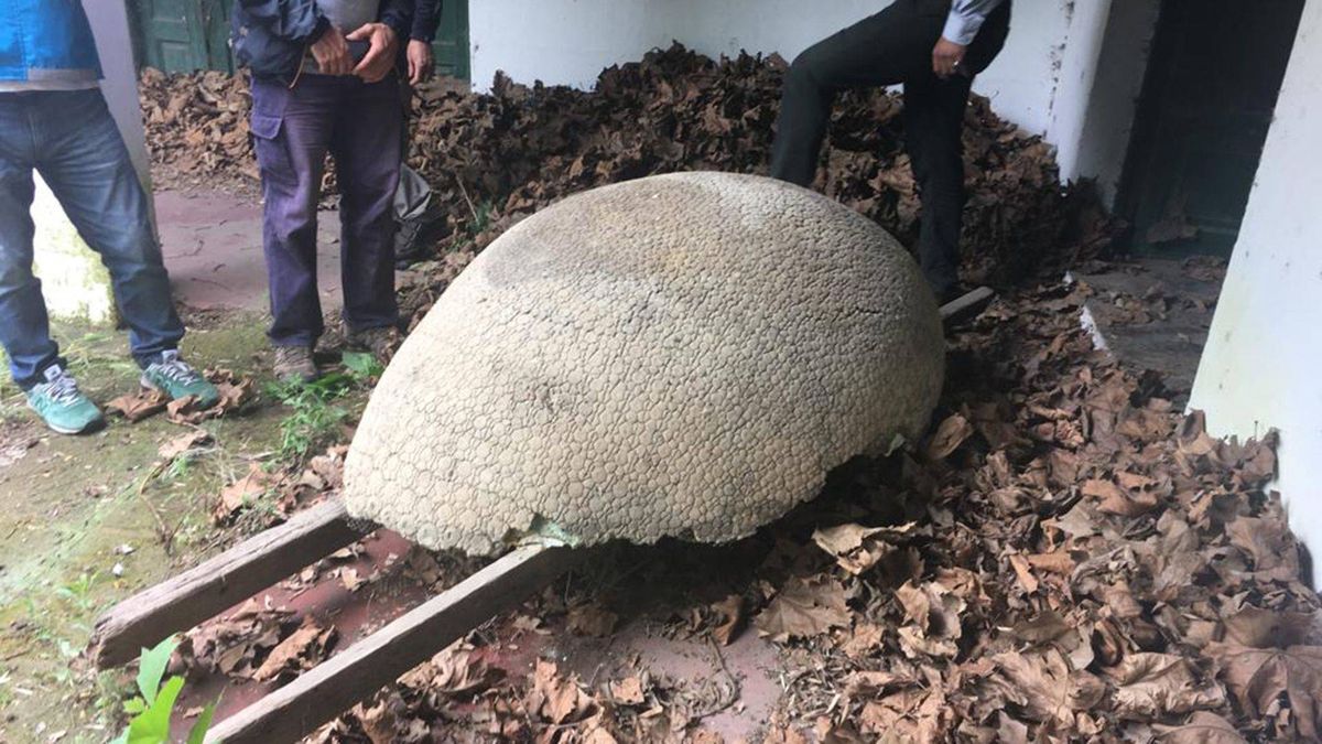 Hallado el caparazón de un 'gliptodonte', el armadillo gigante de la Prehistoria