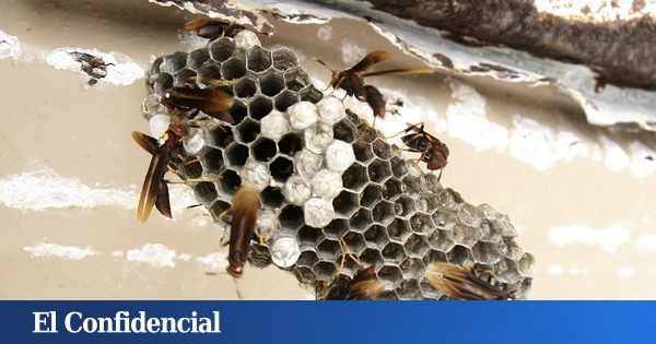 Las tres muertes en Galicia no son casuales: No crecen los alérgicos sino  las avispas