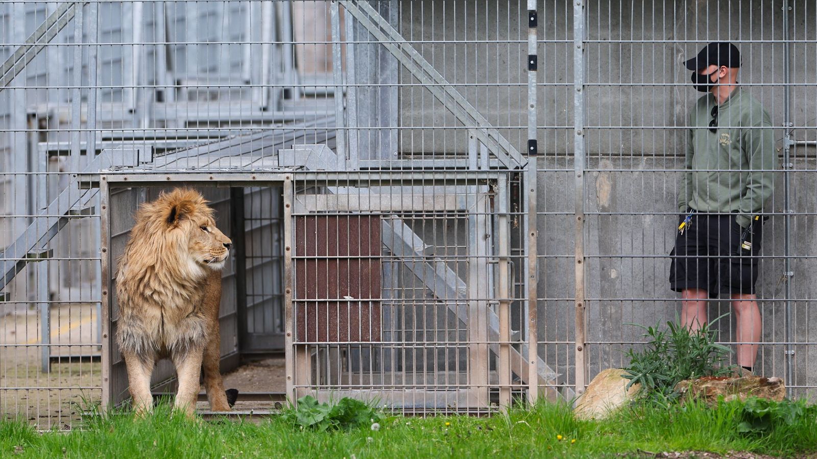 Un hombre muere atacado por un tigre tras saltar a su cercado en un zoo inglés