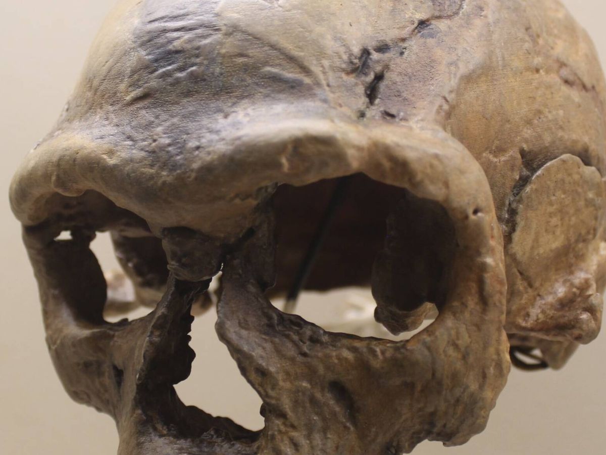 Técnicas de reconstrução digital recriam rosto de Homo sapiens a partir de fósseis do Marrocos