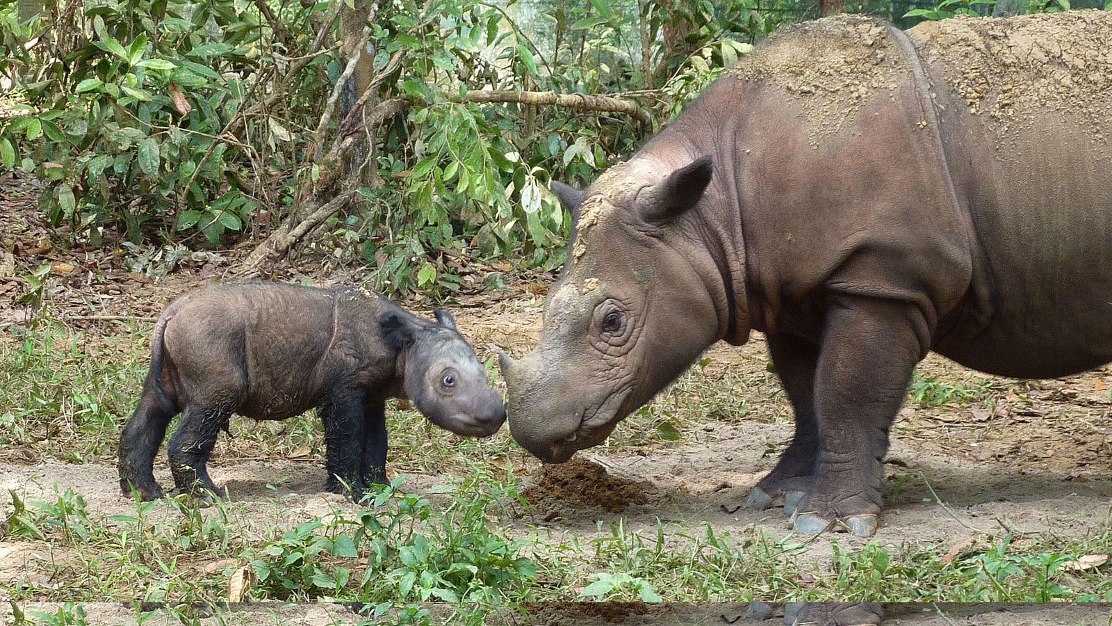 Foto: Cría de rinoceronte de Sumatra con su madre. (FunkMonk/Wikipedia)