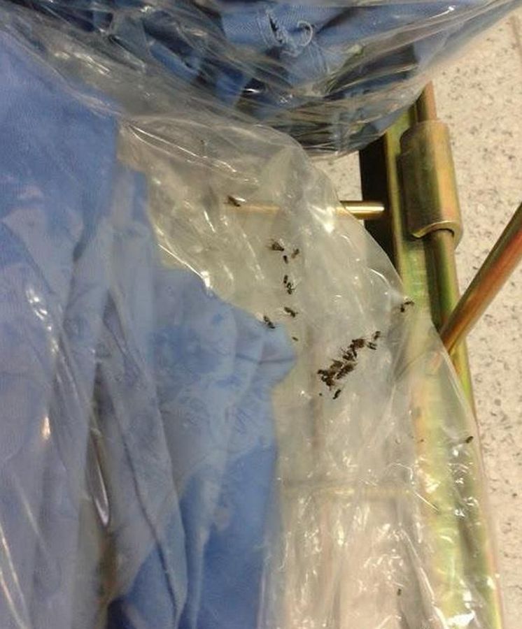 Foto: Los insectos encontrados en las sábanas (Foto: Twitter/@SanidadPublicSi)