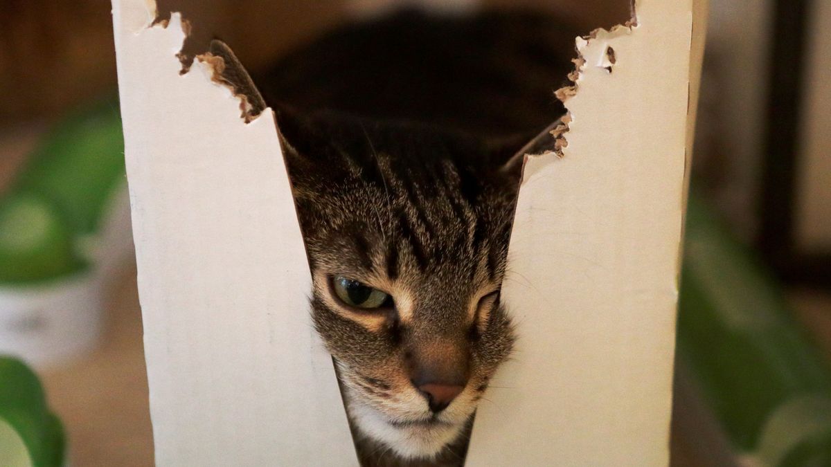 El experimento más famoso de la física tiene otra explicación: el gato de Schrödinger vive
