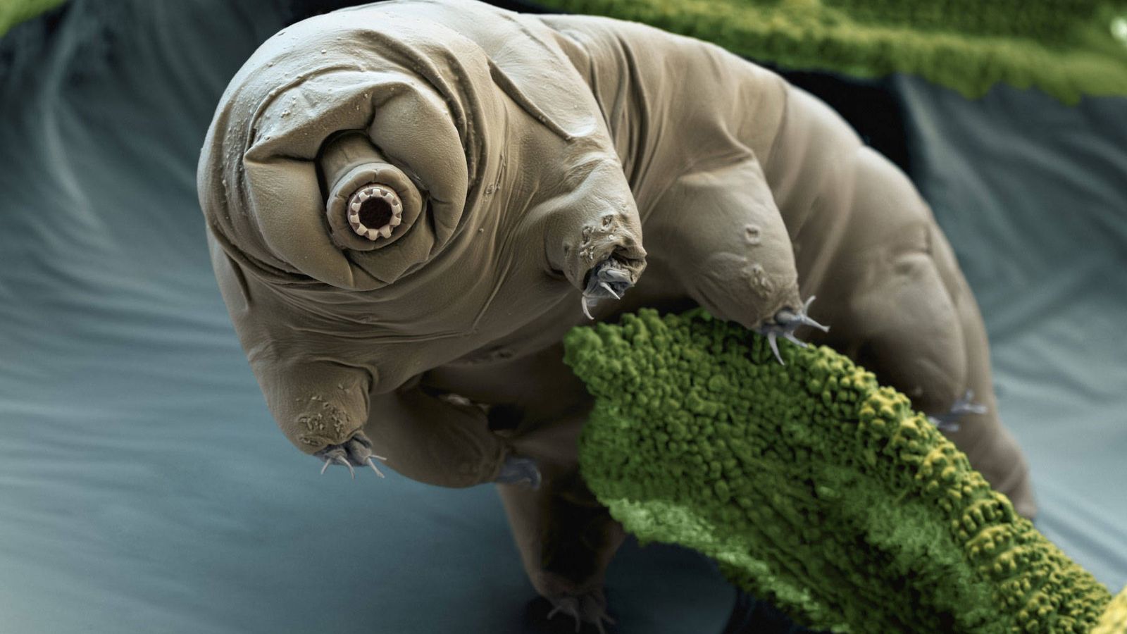 Foto: Tardígrado visto con microscopio electrónico de barrido