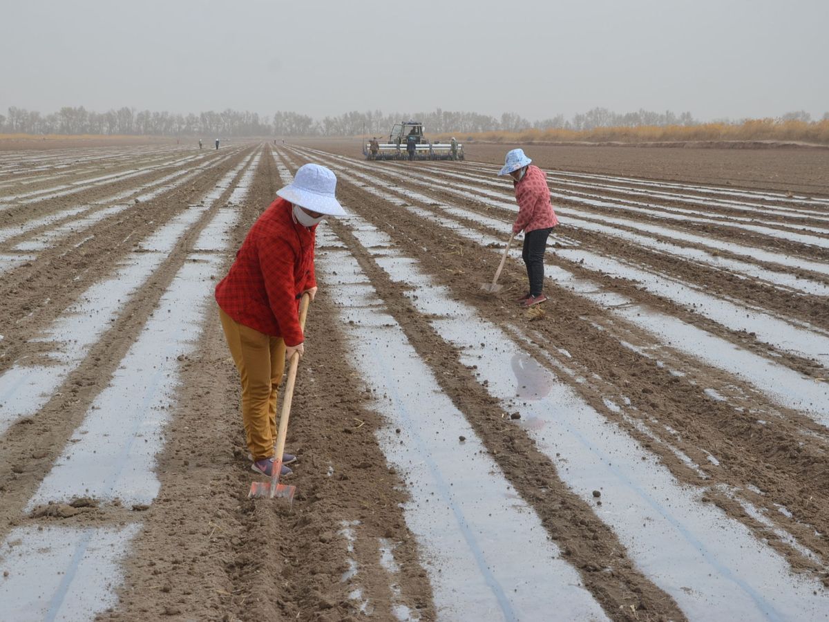 Foto: Un campo de algodón en Xinjiang, China. (Reuters)