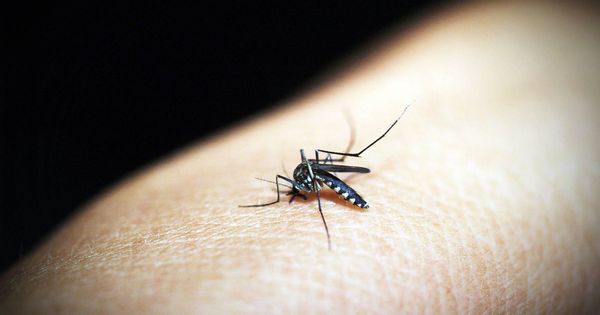 Foto: Un ejemplar de mosquito hembra (Pixabay)