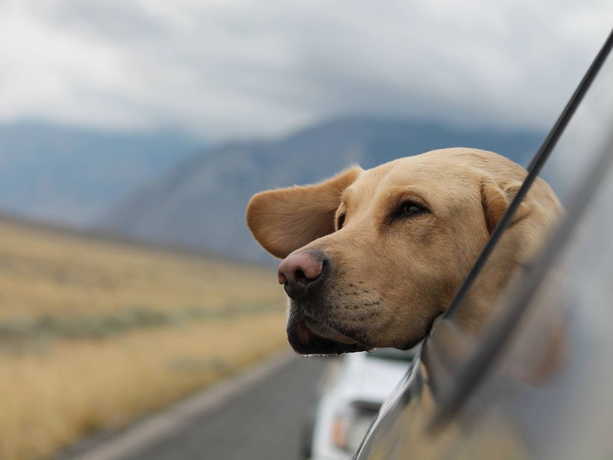 Foto: Aunque no haga calor, no puedes dejar a tu mascota en el coche. (Enmersons Peters/Unsplash)