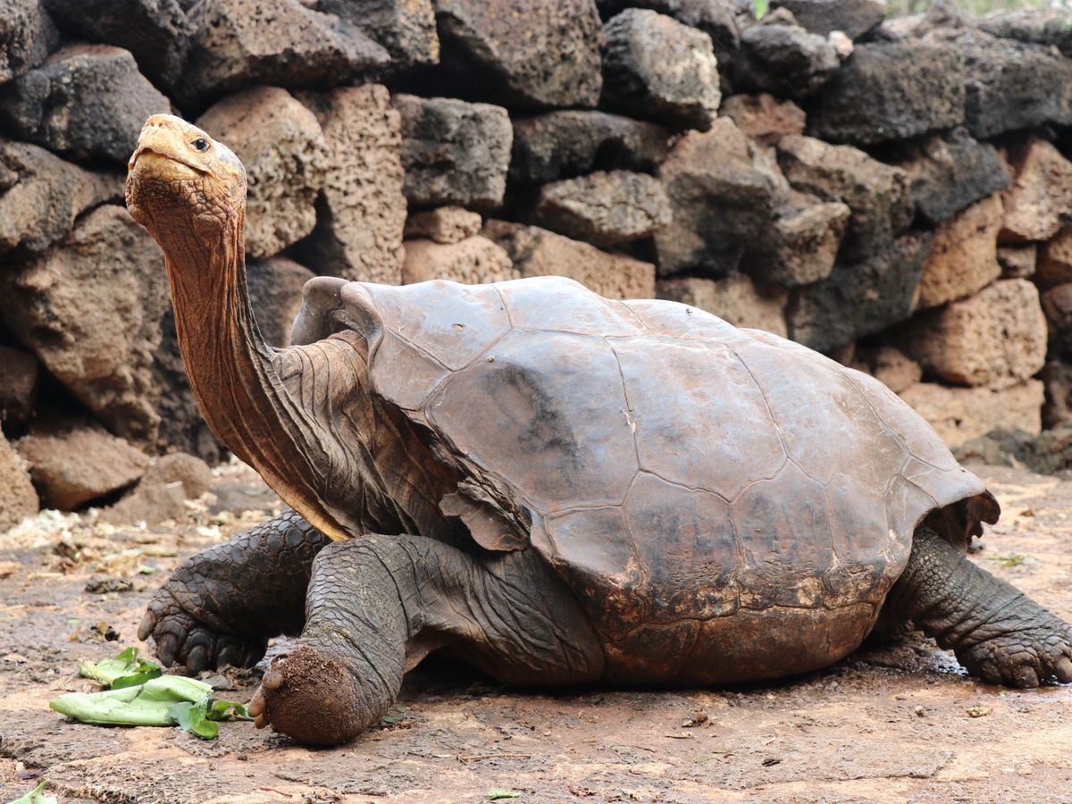 Foto: Se retira Diego, la tortuga centenaria que salvó su especie teniendo 800 hijos. (EFE)