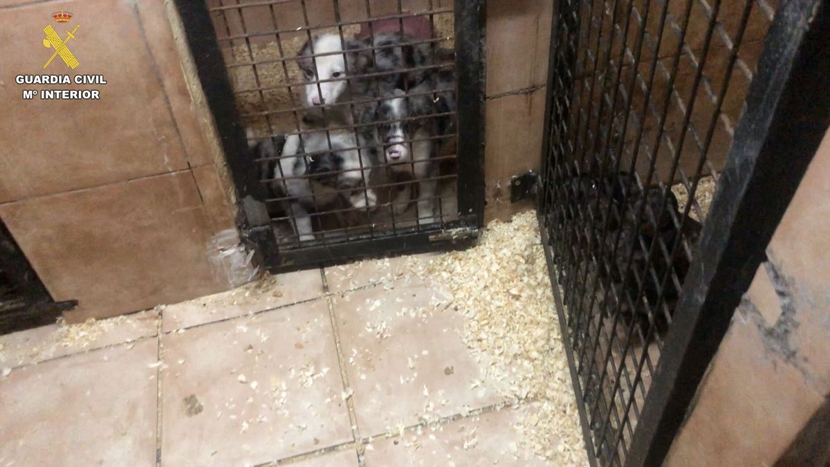 Desmantelan un grupo dedicado a la venta ilegal de cachorros con dos detenidos en Cantabria