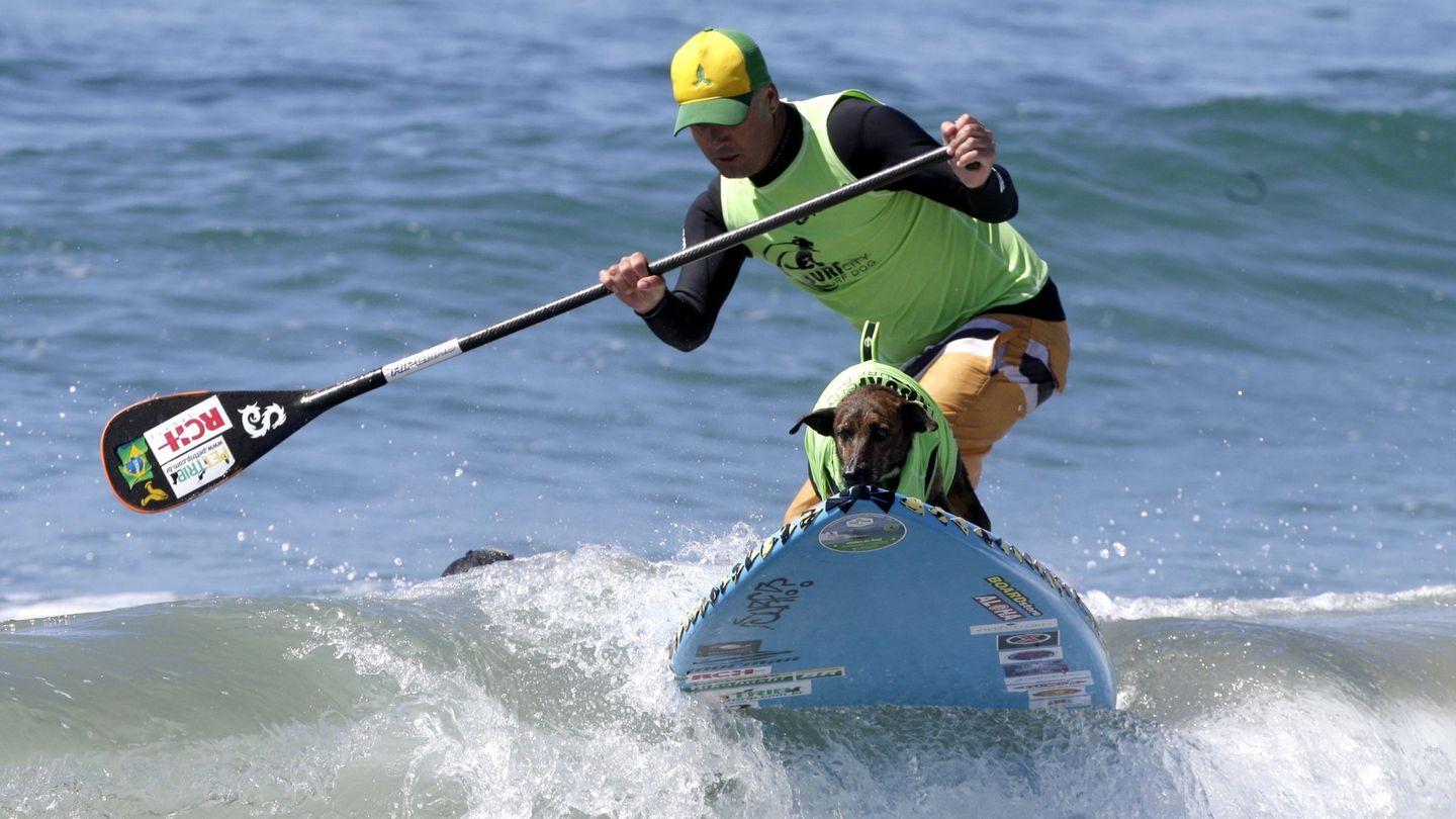 Los perros también hacen 'paddle surf'. (EFE)