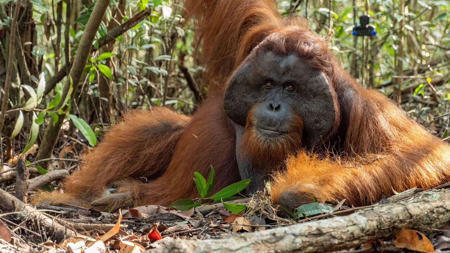 Un orangután liberado del tráfico ilegal en la isla de Java. (EFE/International Animal Rescue)