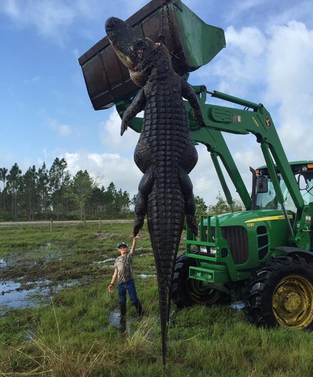Foto: El cocodrilo de 4,5 metros capturado en Florida (Facebook/Outwest Farms)